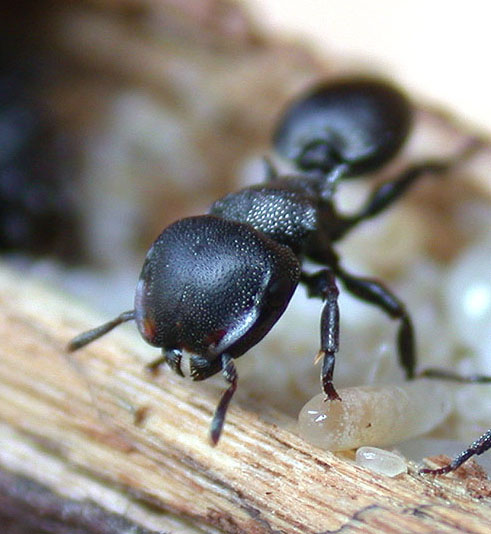 FIGURE 3f FIGURE 3f
